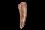 Fossil Phytosaur Tooth - New Mexico #133310-1